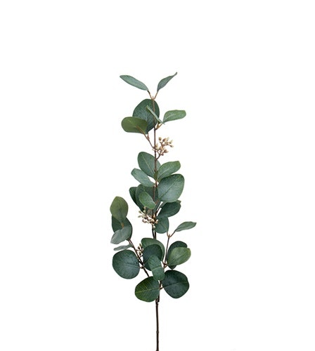 En stor kvist Eucalyptus med bär