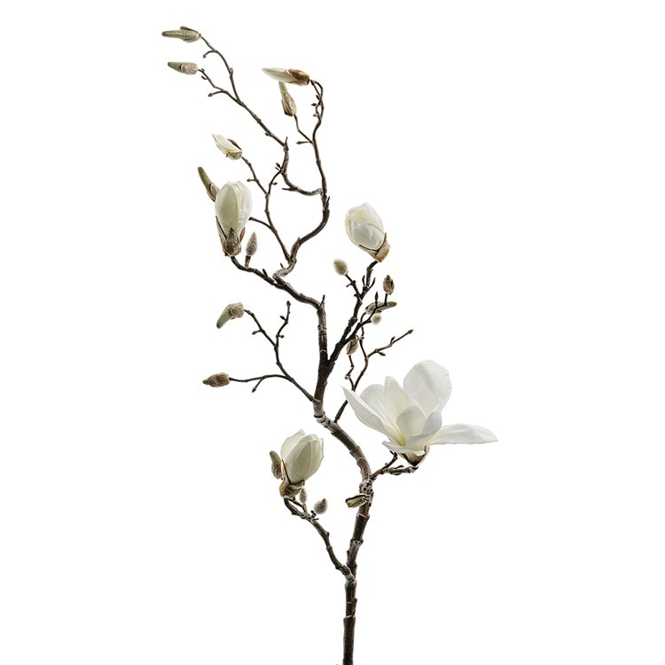 En verklighetstrogen kvist av vit magnolia