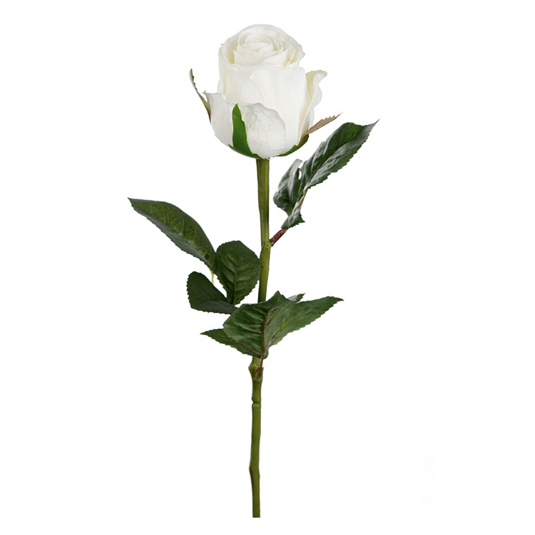 En vacker vit ros