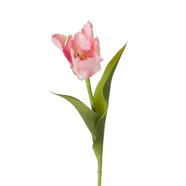 En rosa tulpan med fransigt utseende