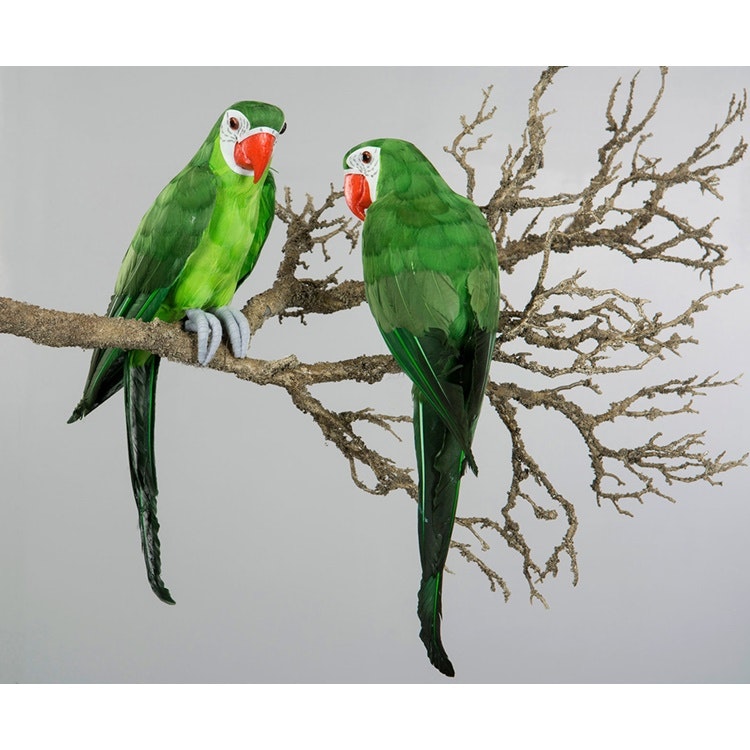 Papegoja Sittande Grön