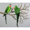 Papegoja Sittande Grön