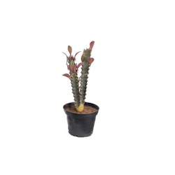 Konstgjord Kaktus 20cm, röd