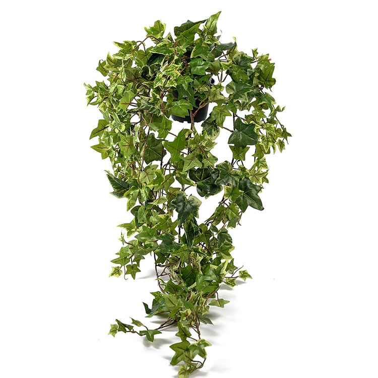 Ampelväxt Murgröna, 85 cm brokbladig