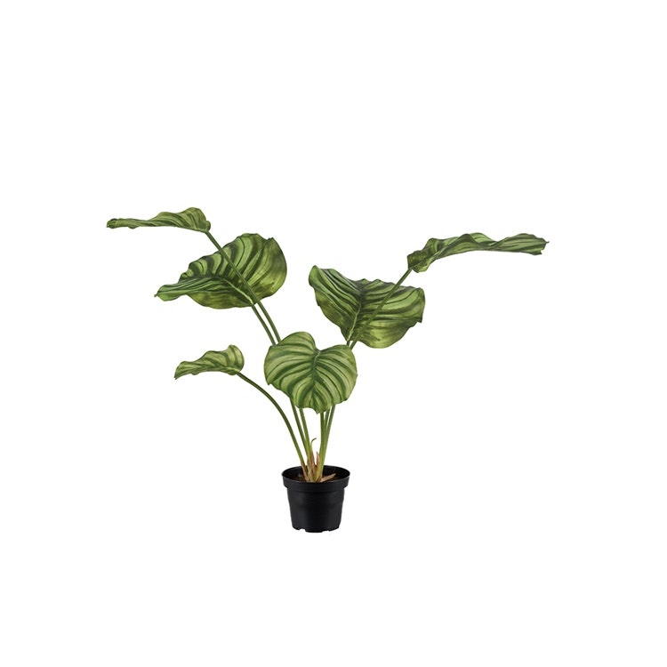 Calathea grön 55cm