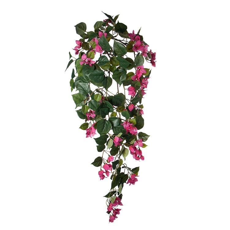 Bougainvillea 115cm