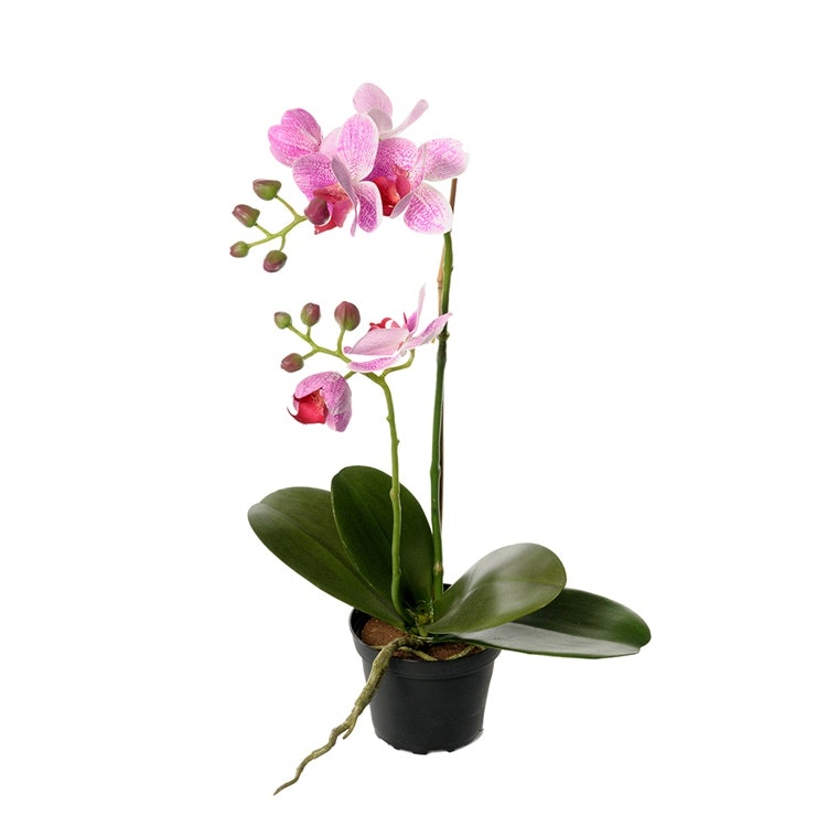 Konstgjord Phalaenopsis Lila spräcklig