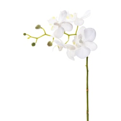 Phalaenopsis 28cm Vit