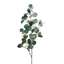 Eucalyptus med bär 100cm