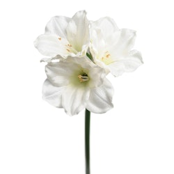 Konstgjord Amaryllis Vit