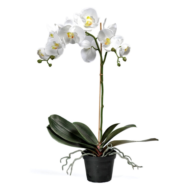 Konstgjord Phalaenopsis Vit 55cm