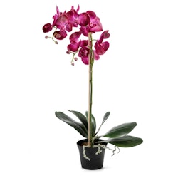 Konstgjord Phalaenopsis Mörk Lila 55cm