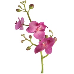 Phalaenopsis 50cm Rosa