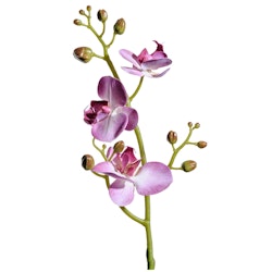Phalaenopsis 50cm Lila