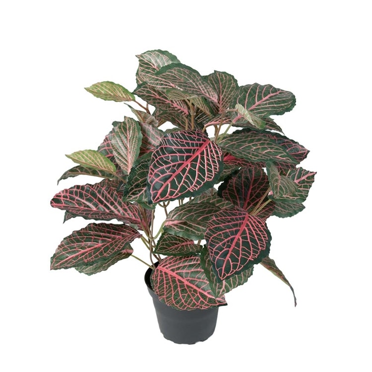 Konstväxt Fittonia 40cm