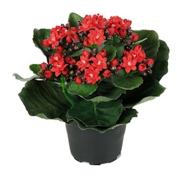 Konstgjord Kalanchoe Röd