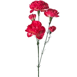 Elegance Nejlika 65cm Mörk Rosa