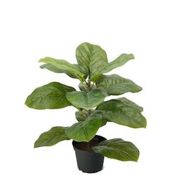 Fiolfikus 40cm