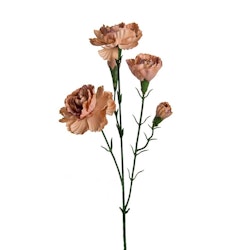 Elegance Nejlika 65cm Beige