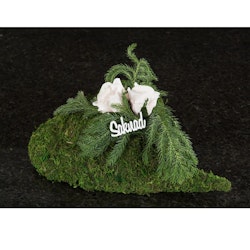 Ros creme 5cm vattenfast 2-pack