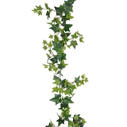Girlang Murgröna