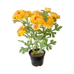 Konstgjord Ranuncel 30cm Orange