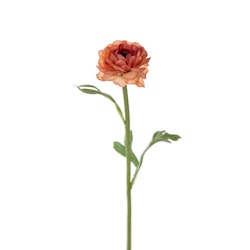 Ranuncel 35cm Brun