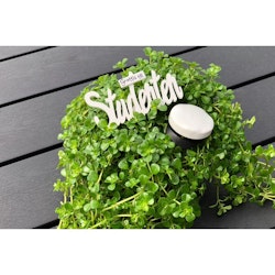 Grattis till studenten skylt/stick 9cm