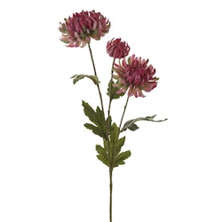 Chrysanthemum Rosa