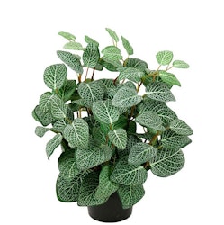 Konstgjord Fittonia 34cm