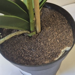 2:a sortering Konstgjord Phalaenopsis Vit 55cm