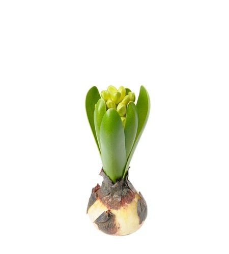 Konstgjord Hyacint - Konstväxter Floristmaterial Trädgårdsdekorationer