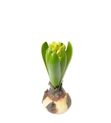 Konstgjord Hyacint
