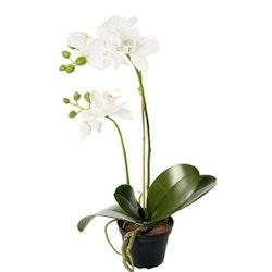 Konstgjord Phalaenopsis Vit