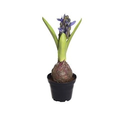 Konstgjord Hyacint Blå