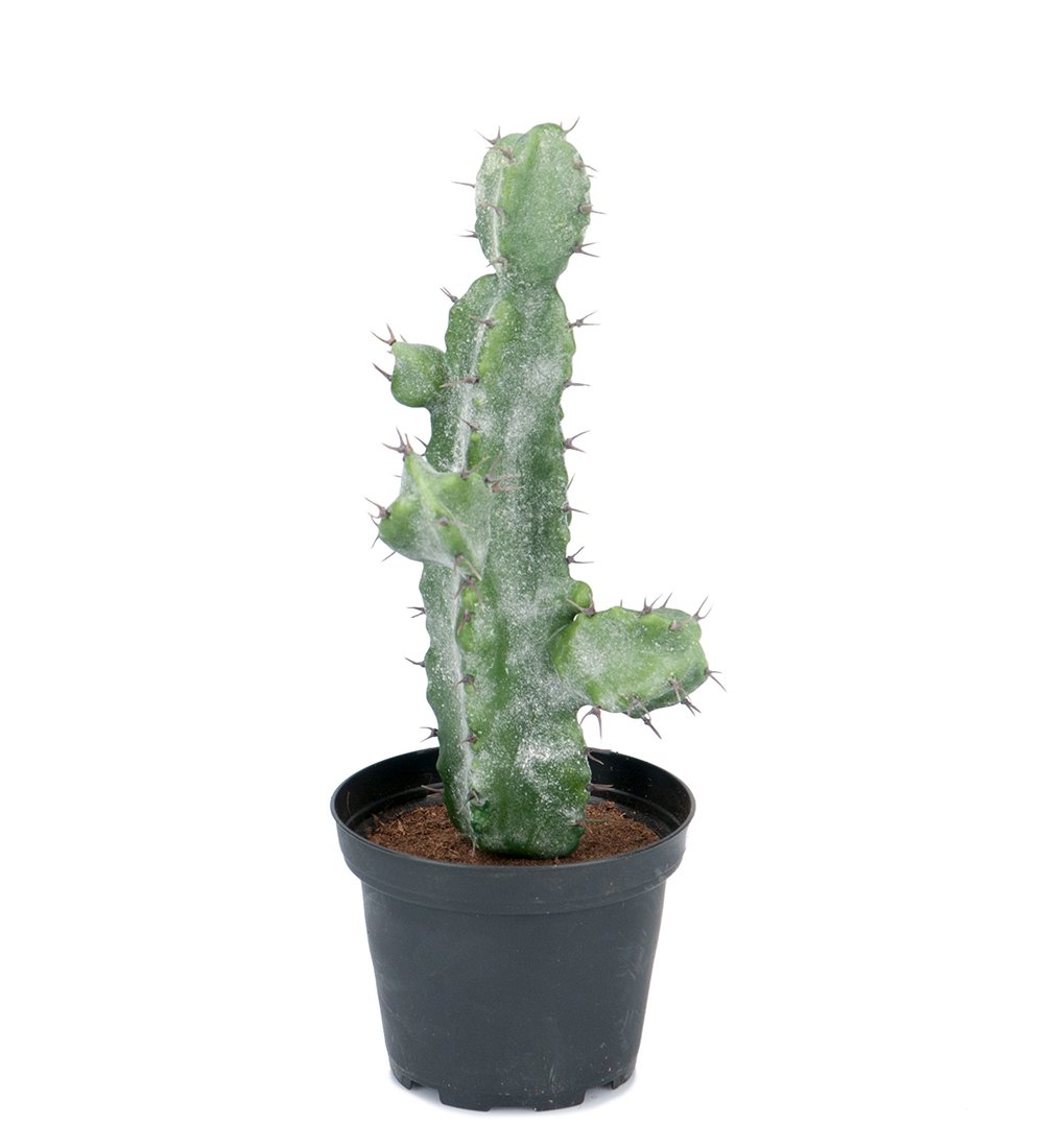 Konstgjord Kaktus