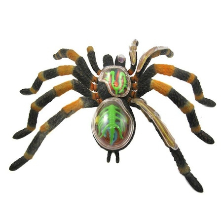Animal anatomy spider