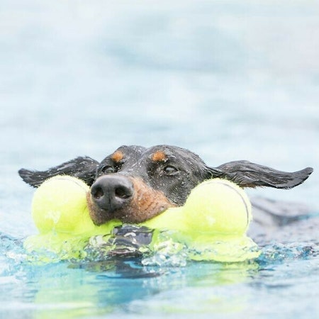 KONG Leksak AirDog Squeaker Bone Gul