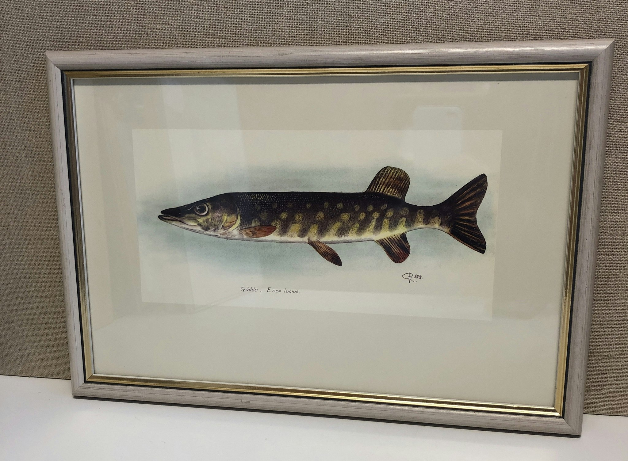 ROLF LIDBERG, tryck, gädda, Esox lucius.