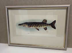 ROLF LIDBERG, tryck, gädda, Esox lucius.