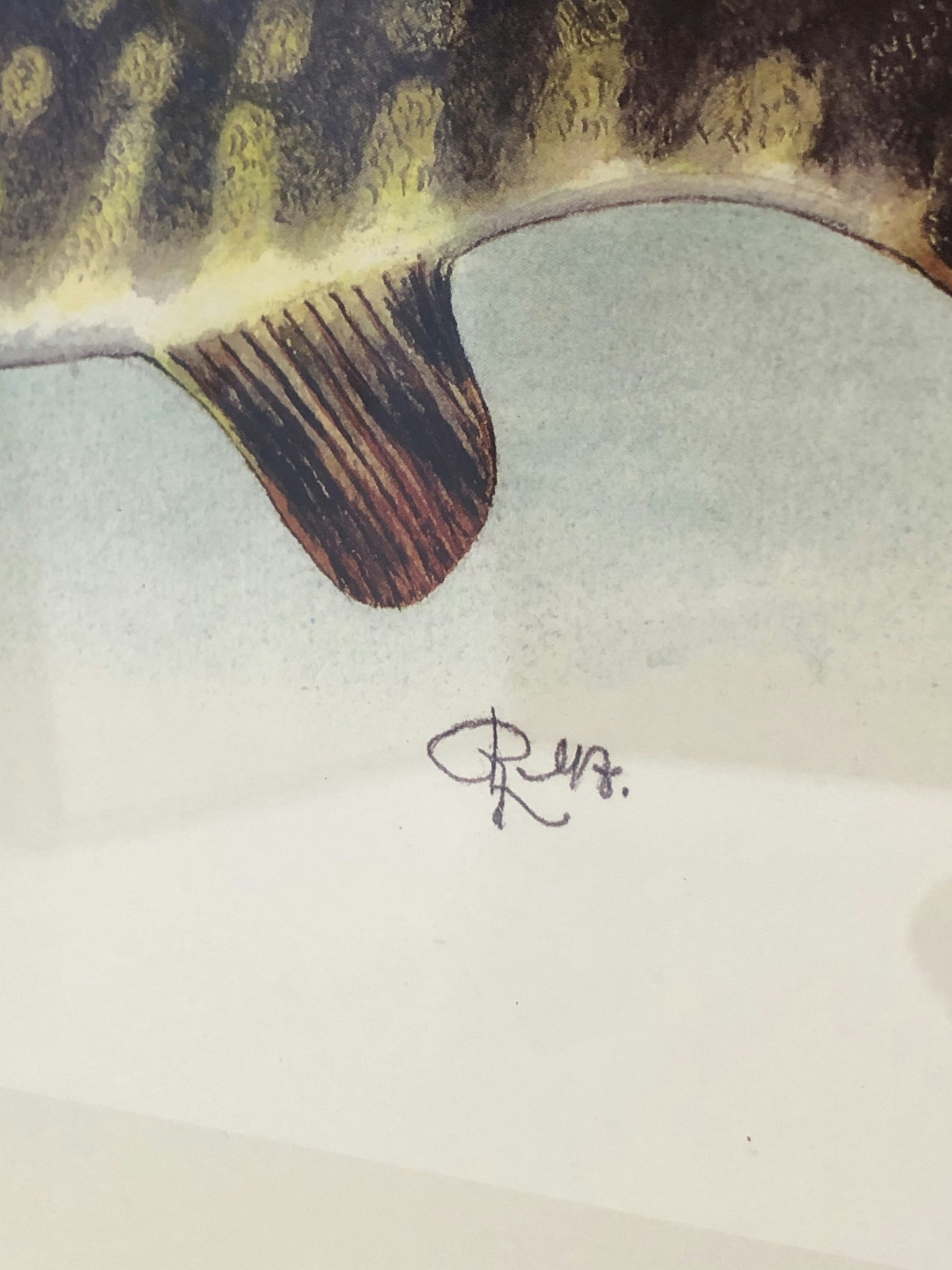 ROLF LIDBERG, tryck, gädda, Esox lucius.