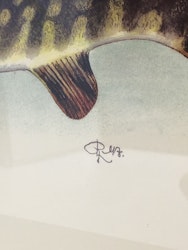 ROLF LIDBERG, tryck, gädda, Esox lucius.