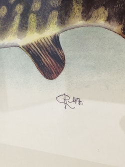 ROLF LIDBERG, tryck, gädda, Esox lucius.