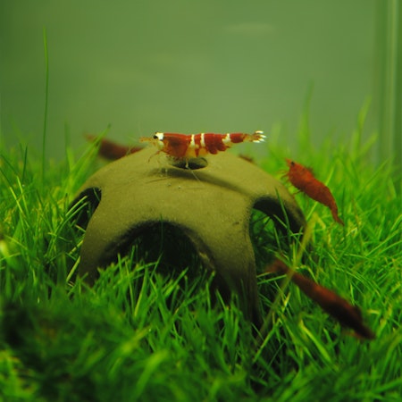 Naturlig keramisk nano rejestjerne 50 mm. Fremstillet i Europa. Håndlavet produkt. N-30012