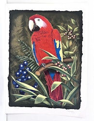 "Papegoja" Litografi av Thomas Hafström. 46x63 cm