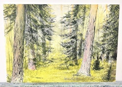 Ingvar Andersson, Akvarell  "Vårskog", bladstorlek  51 x 36,5 cm.