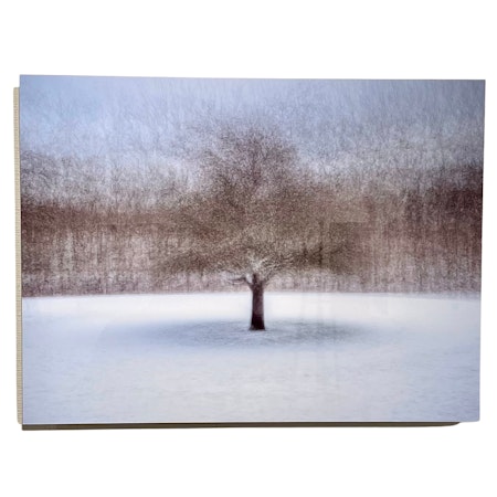 "Tree at Amundön" Fotografi av Shai Apeloig. 67x50 cm