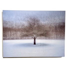 "Tree at Amundön" Fotografi av Shai Apeloig. 67x50 cm