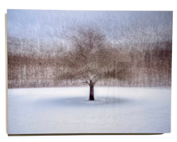 "Tree at Amundön" Fotografi av Shai Apeloig. 67x50 cm