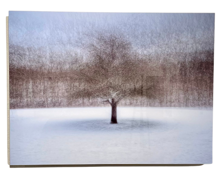 "Tree at Amundön" Fotografi av Shai Apeloig. 67x50 cm